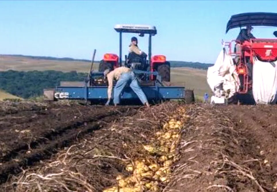 potato digger awb - 1600 car 2 rows-applications